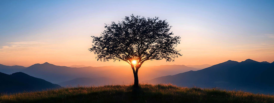 arbre souvenir chêne symbole force