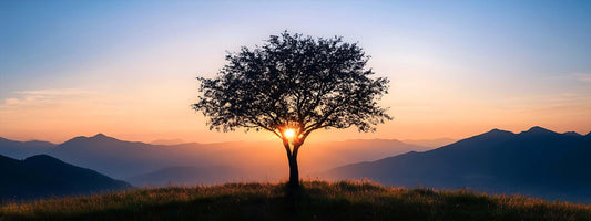 arbre souvenir chêne symbole force