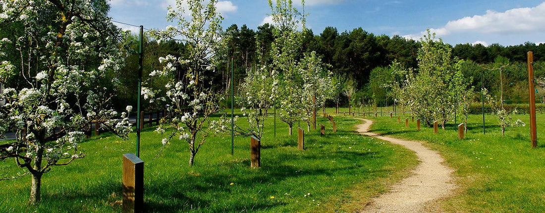 taille arbre fruitier méthode
