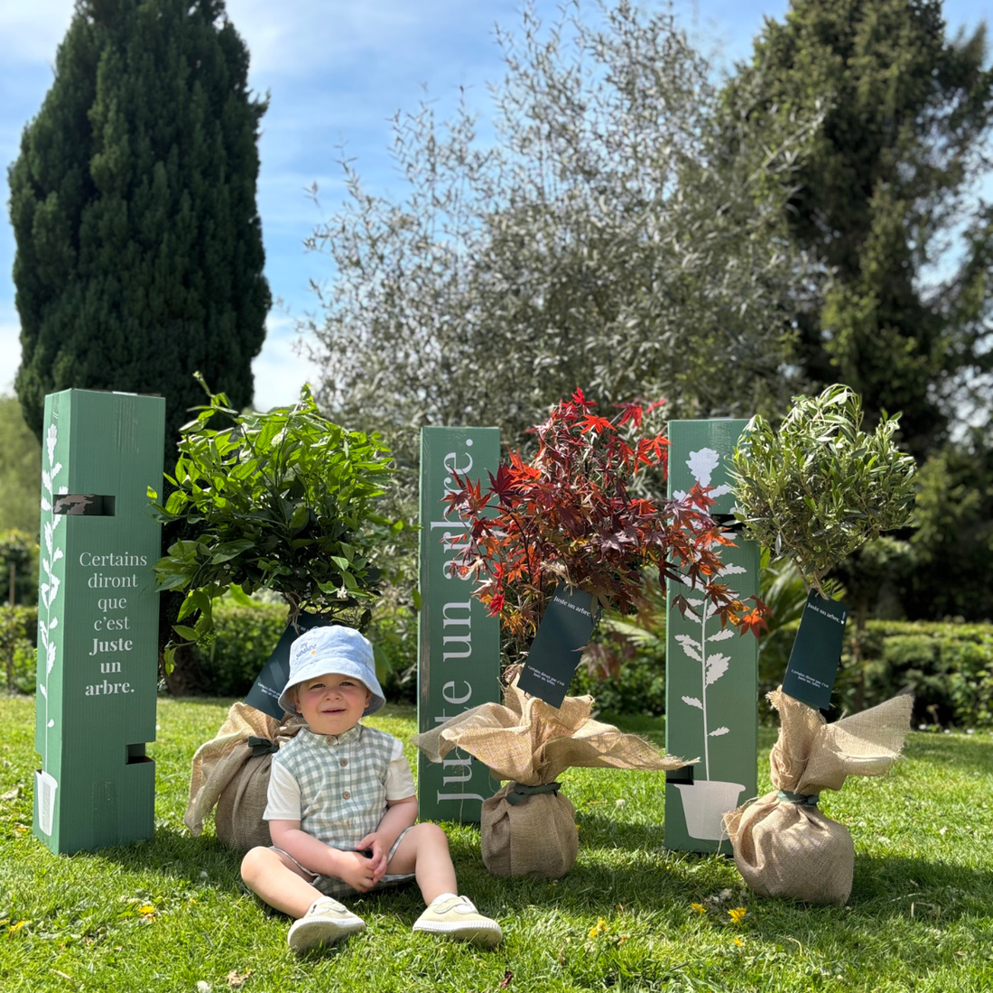 Olivier, Ginkgo biloba et Citronnier des 4 saisons – arbres symboliques à offrir pour souhaiter chance et protection durable