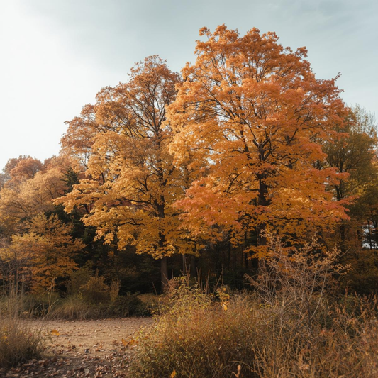 Forêt familiale symbolique avec des arbres plantés pour des moments de vie marquants