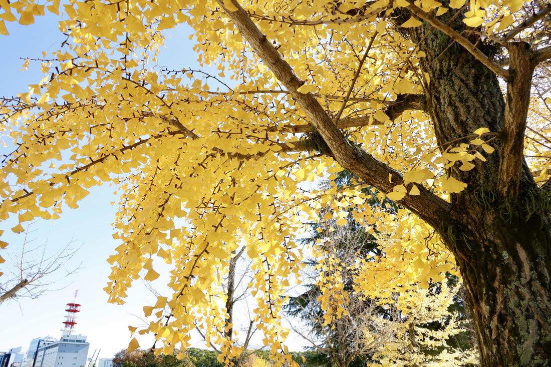 ginkgo biloba arbre feuillage jaune automne arbre aux quarante écus jardin