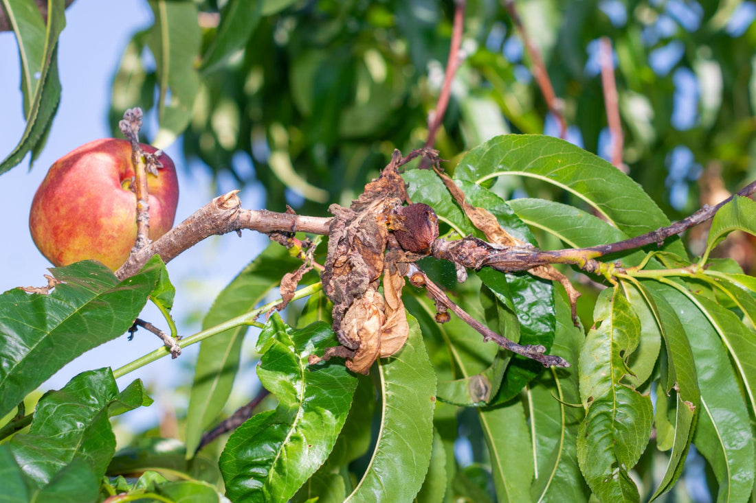 arbre fruitier malade symptômes visibles feuilles abîmées
