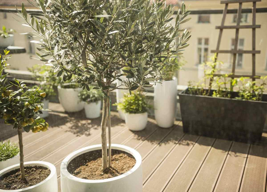 arbre plein soleil jardin sec