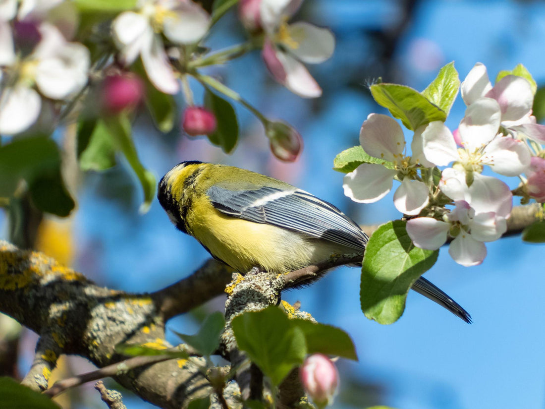 Les 10 Meilleurs Arbres pour Attirer les Oiseaux dans Votre Jardin