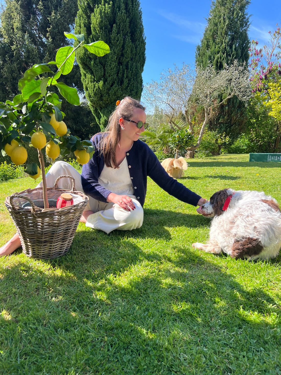 offrir un arbre anniversaire