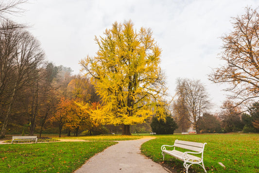 arbre astrologie signe du zodiaque arbre symbolique chene ginkgo biloba olivier arbre de vie astrologique jardin