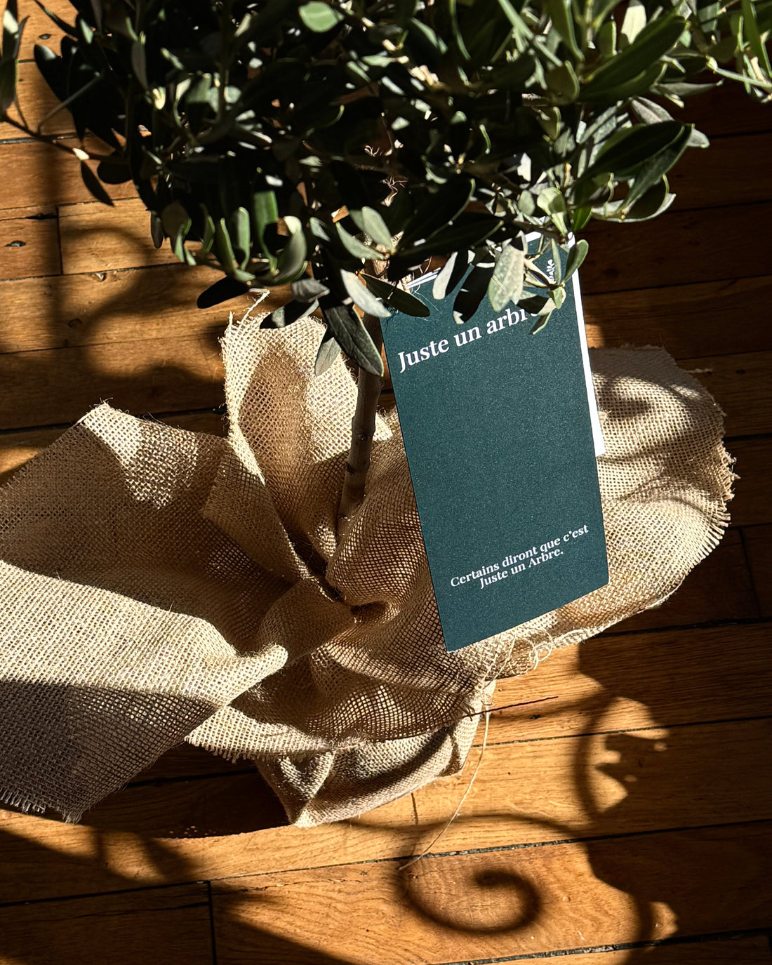 Offrir un arbre pour Noël, un cadeau symbolique et écologique