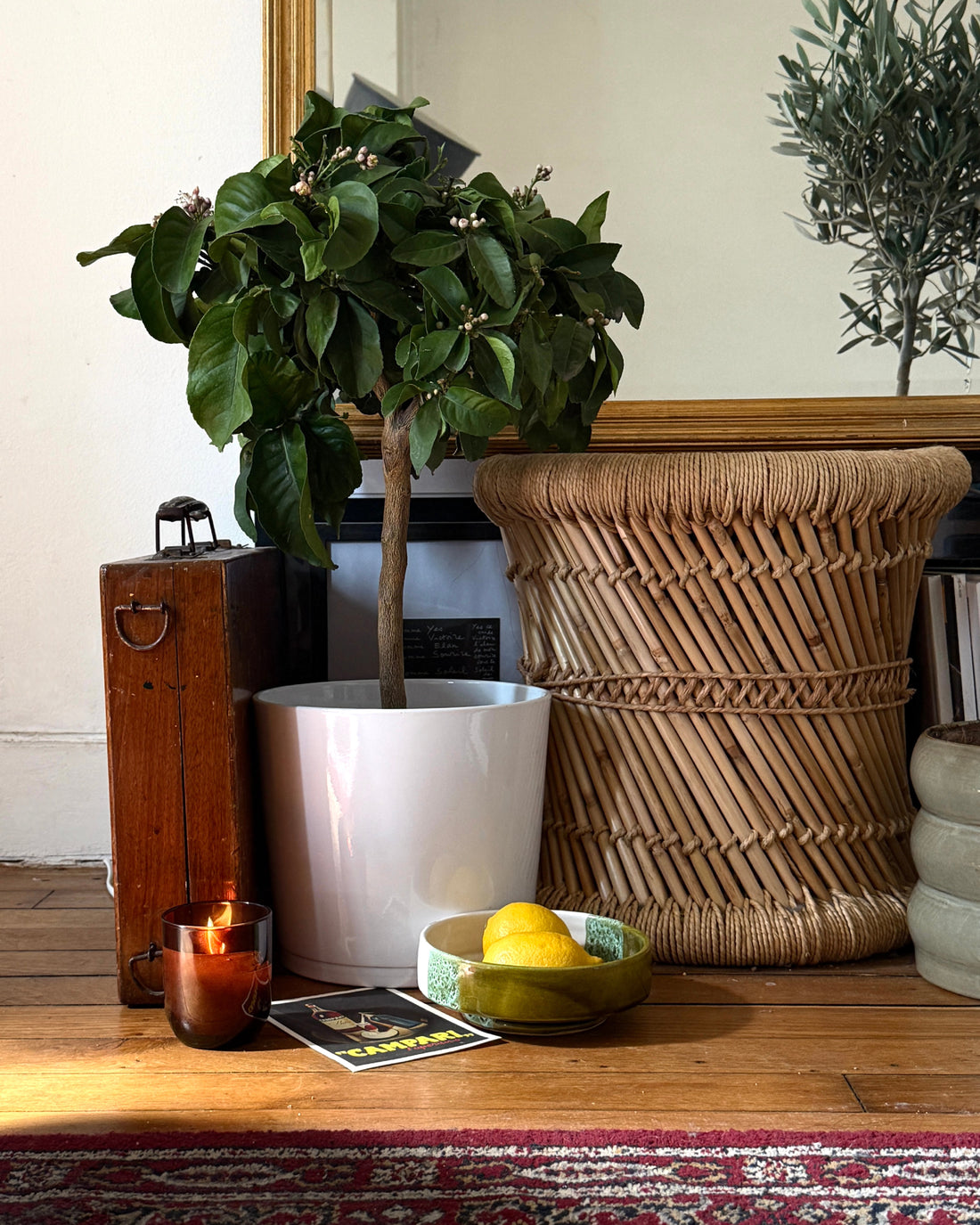 Citronnier et calamondin cultivés en pot sur une terrasse ensoleillée