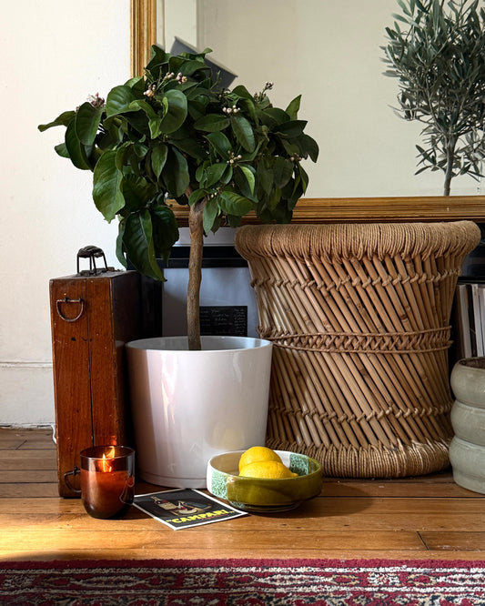 Citronnier et calamondin cultivés en pot sur une terrasse ensoleillée