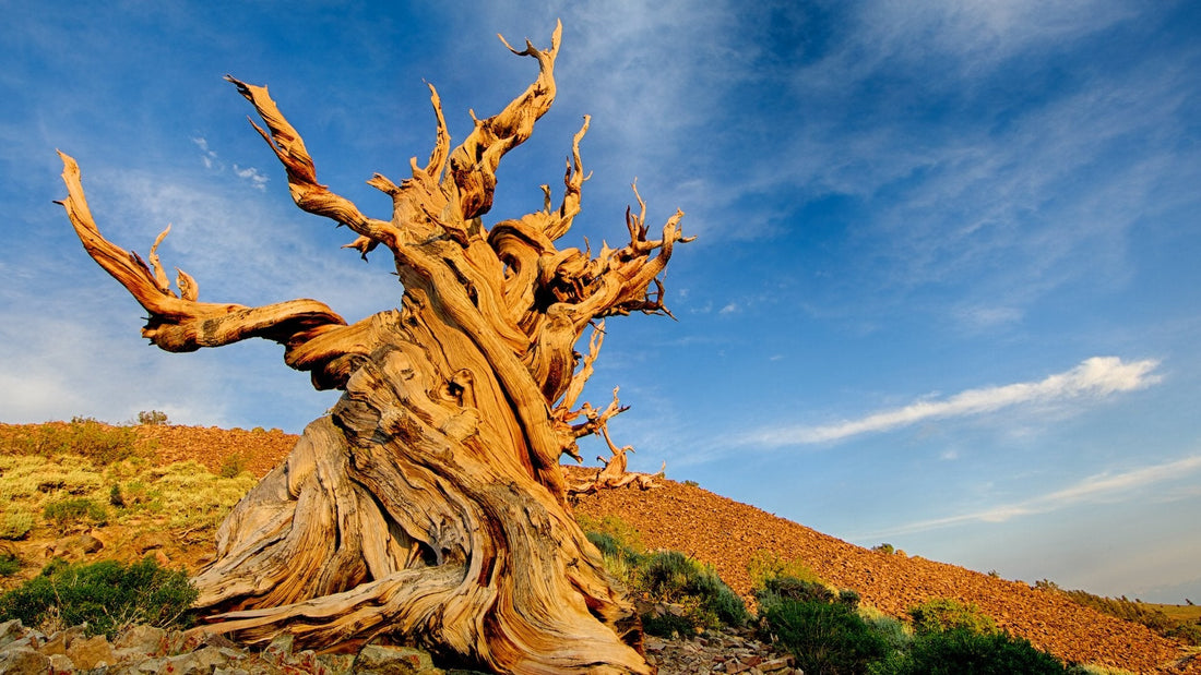 plus beaux arbres du monde arbres millenaires sequoia pin bristlecone arbre ancien symbolique nature