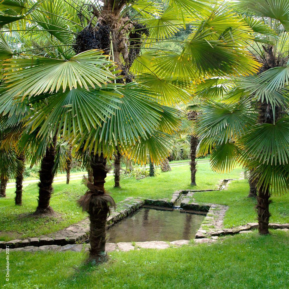 Palmier de chine plantation et entretien 