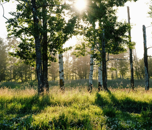 Offrir la plantation d’un arbre : un cadeau symbolique et écologique