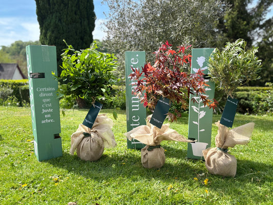 arbre-différent-variétés