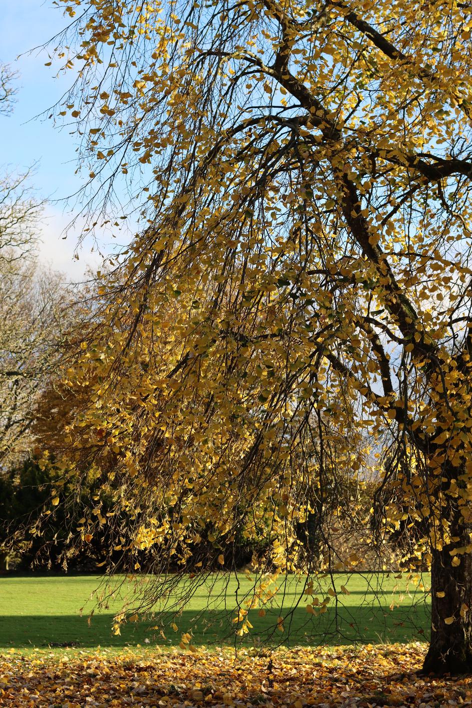 Planter un arbre en mémoire d’un proche disparu hommage durable