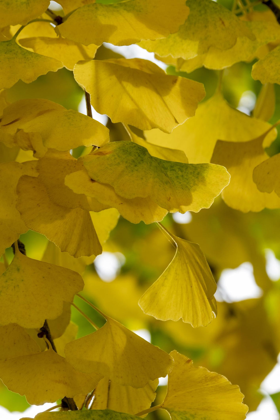 Arbres sacrés dans les cultures anciennes chêne olivier ginkgo symboles spirituels