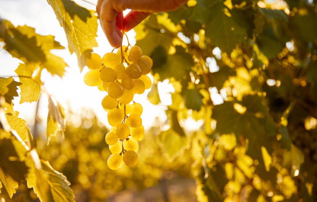 adopter une vigne cadeau 