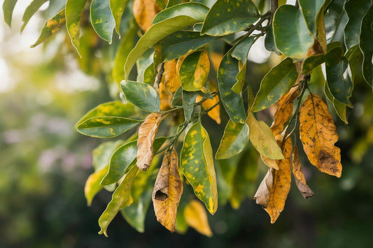 feuilles de citronniers qui jaunissent 