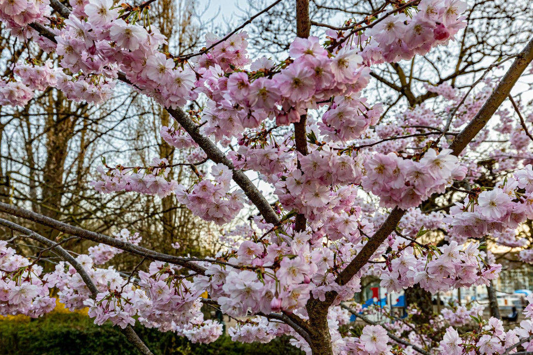 cerisier à fleur jardin printemps