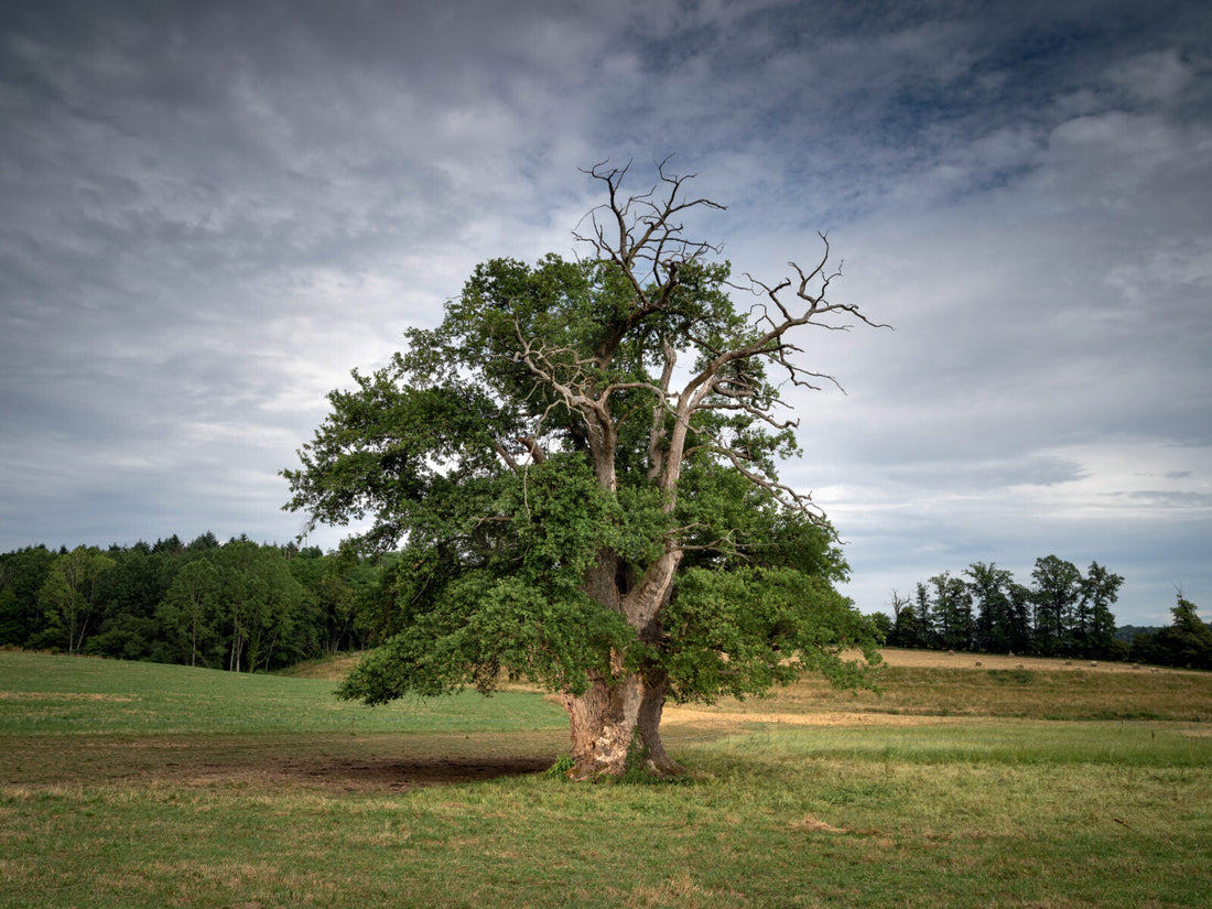 arbre-tordu-idées cadeaux