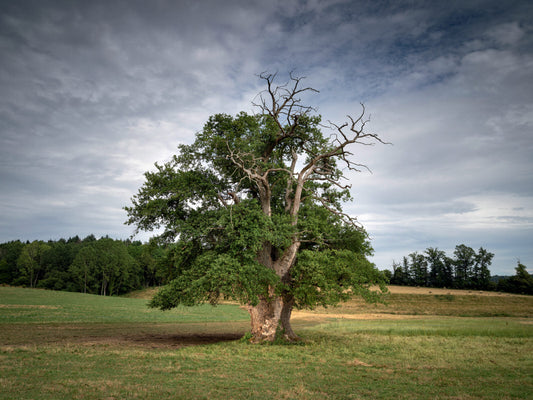 arbre-tordu-idées cadeaux