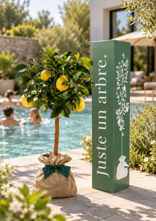 citronnier juste un arbre idéal à offrir idées cadeaux 