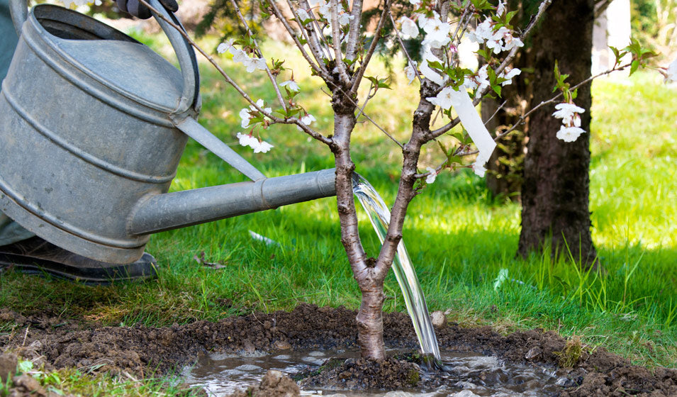 arbre a offrir mariage
