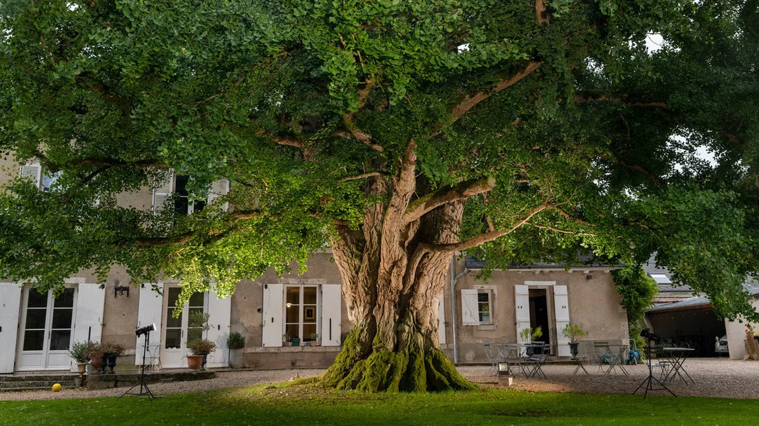 arbre planté dans un jardin en europe évolution dans le temps