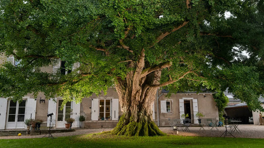 arbre planté dans un jardin en europe évolution dans le temps