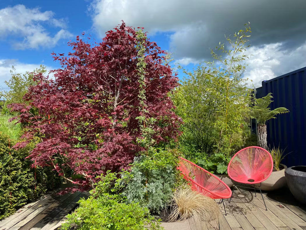 Arbre pour petit jardin – variété compacte non envahissante - Erable du japon sur terasse