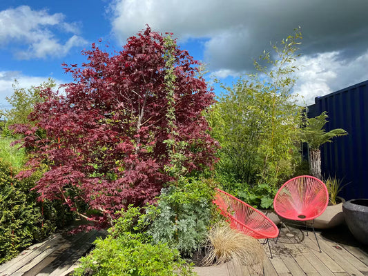 Arbre pour petit jardin – variété compacte non envahissante - Erable du japon sur terasse