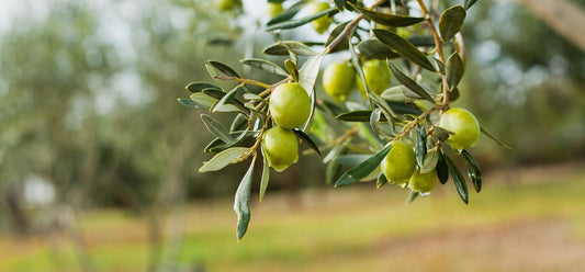 plantation olivier jardin 