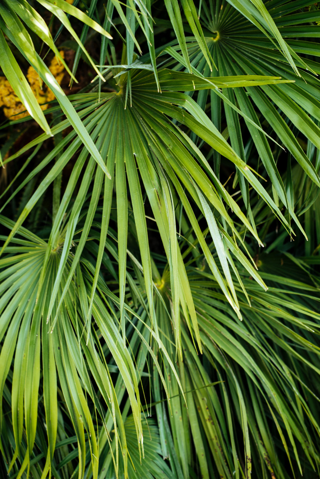 Palmier de Chine Trachycarpus fortunei planté en jardin, feuillage persistant et rustique, facile d’entretien