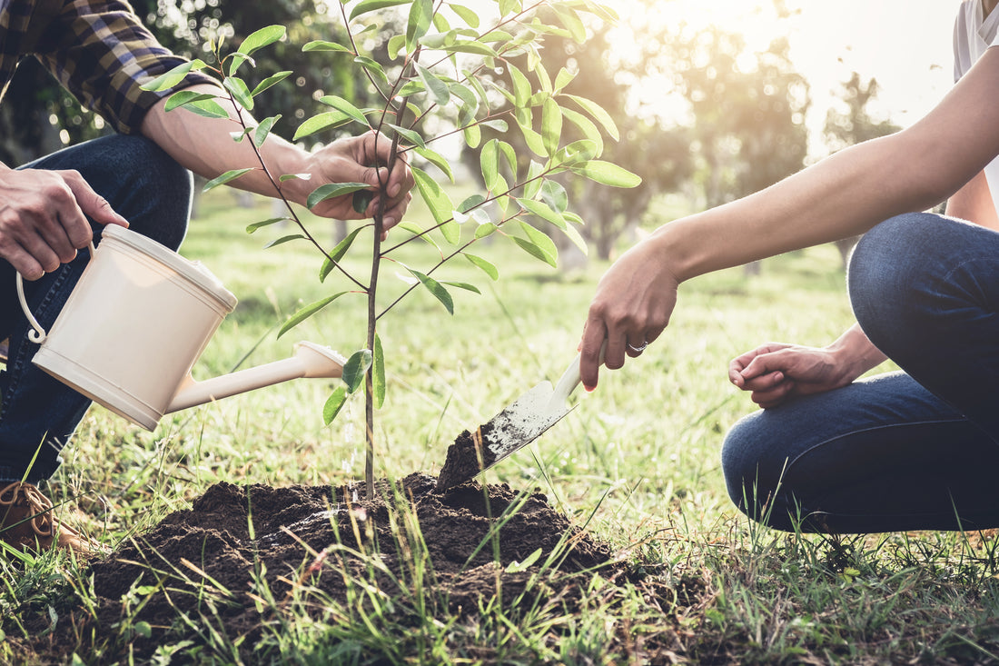 Planter un arbre : Quand et comment ? - Juste un Arbre