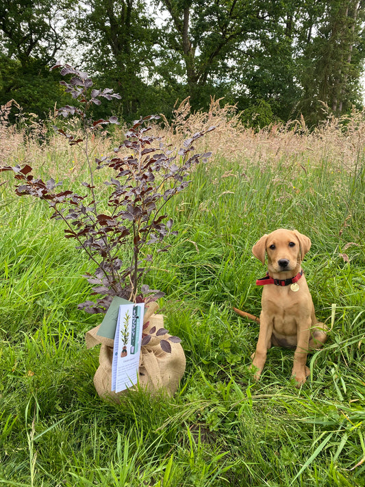 Hêtre pourpre avec u chien labrador - Juste un arbre - Arbre à offrir