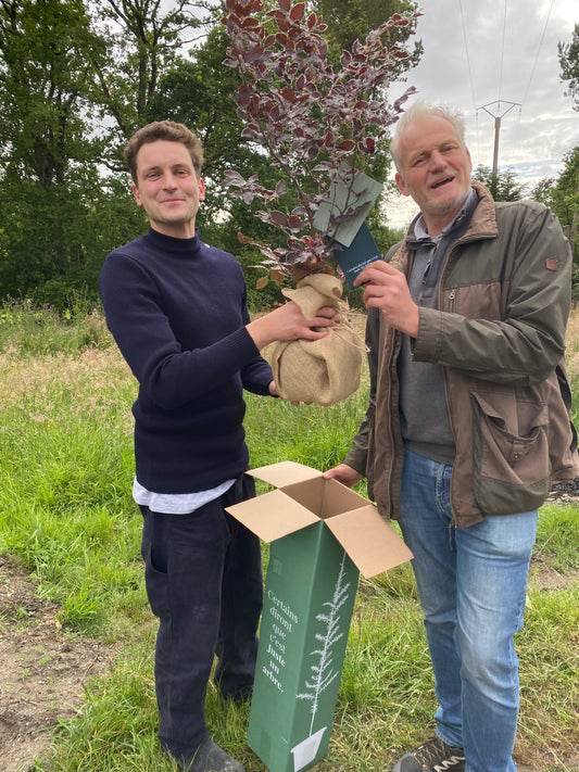 Les dix plus beaux arbres à planter dans son jardin