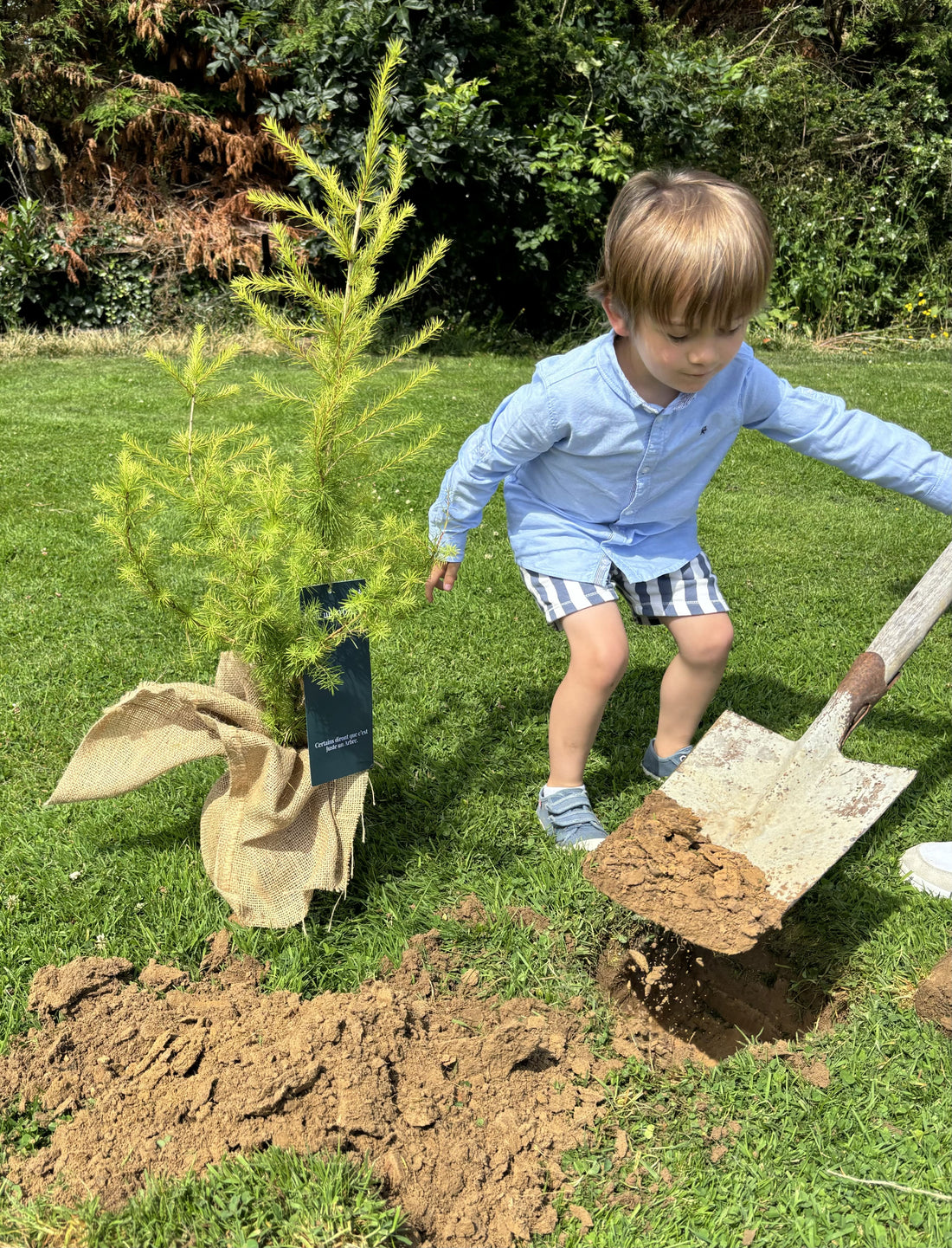 Sapin de Noël à Replanter : Un Cadeau Écologique et Personnalisé pour les Fêtes