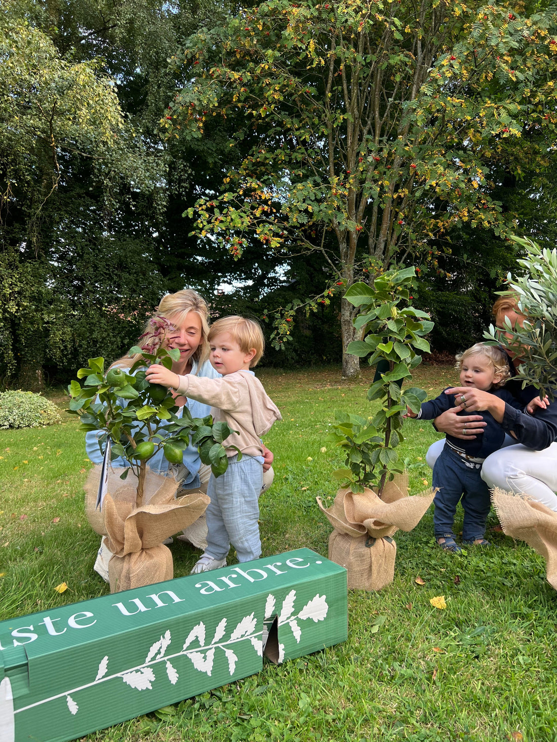 Jeune arbre planté dans un sol préparé, illustrant les étapes de plantation pour débutants