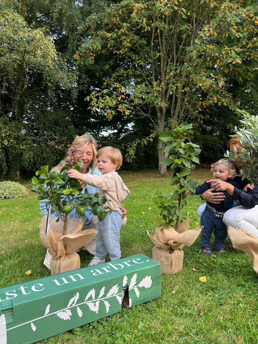 Jeune arbre planté dans un sol préparé, illustrant les étapes de plantation pour débutants
