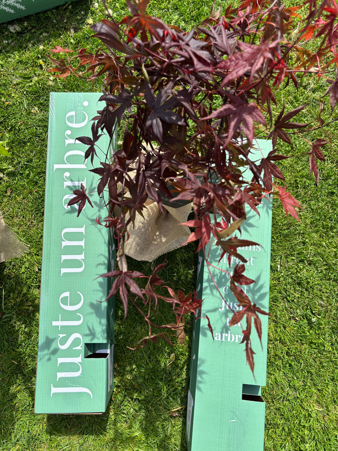 Couple plantant un arbre dans leur nouveau jardin pour célébrer leur premier achat immobilier