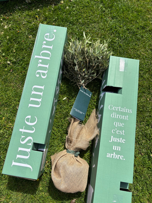 arbre cadeau entreprise attention durable et symbolique