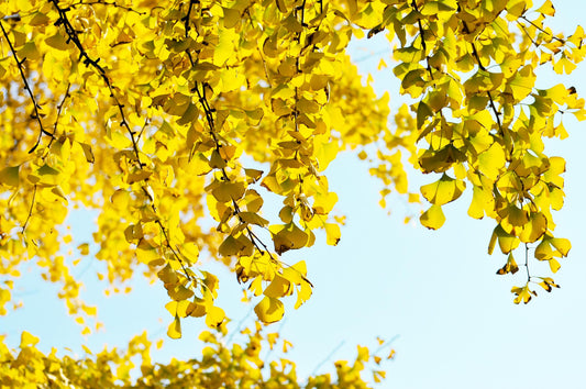 arbre planter sud france olivier cypres ginkgo chene jardin mediterraneen