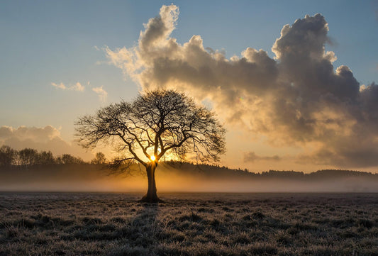 Jeune arbre planté pour célébrer une naissance ou honorer un souvenir, symbole de biodiversité et d’héritage écologique durable.