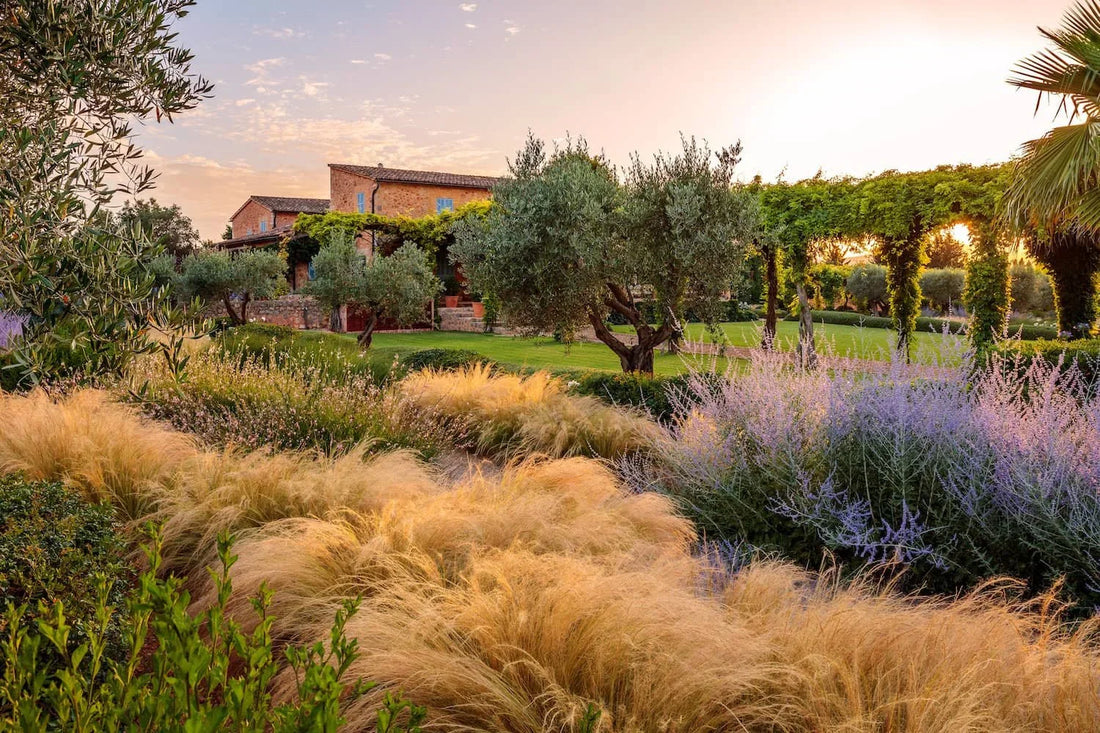 Jardin méditerranéen avec olivier, agrumes en pot et ambiance minérale sous le soleil