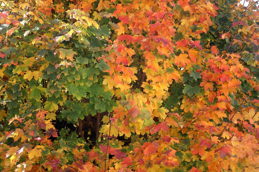 arbres qui perdent leurs feuilles