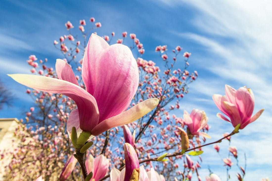 planter un magnolia fleurs