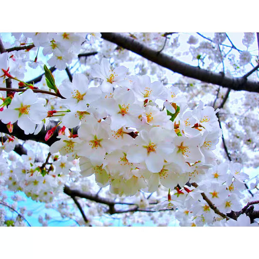 cerisier en fleurs printemps