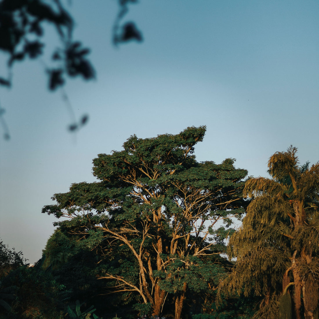 grand arbre-cadeaux-offrir