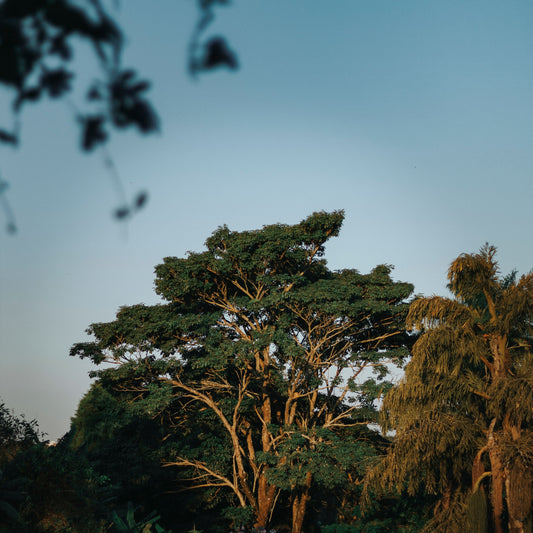 grand arbre-cadeaux-offrir