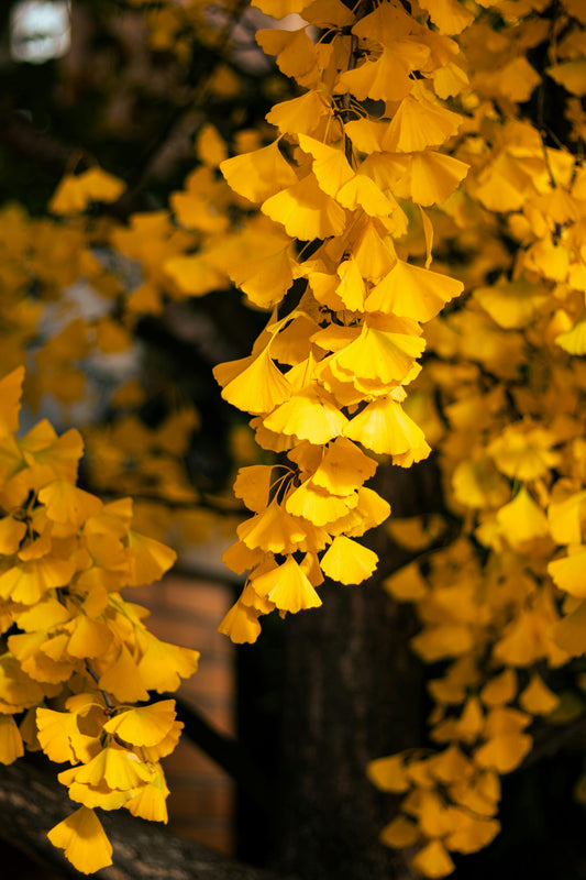 Gingko Biloba acheter arbre jardin 